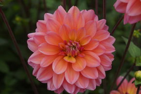 Dahlia 'Great Silence' (lot de 2)