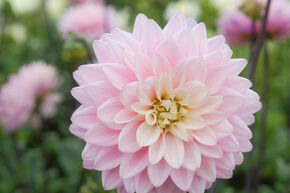 Dahlia 'Karma Prospero'� (lot de 2)