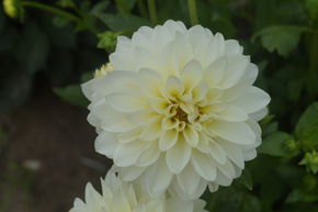 Dahlia 'Karma Serena'� (lot de 2)