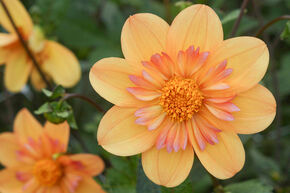 Dahlia 'Kelsey Annie Joy' (lot de 2)
