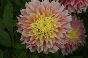 Dahlia 'Kogane Fubuki' (lot de 2)