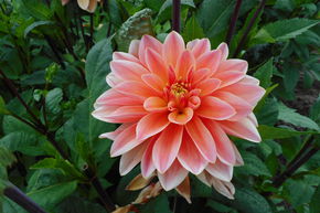 Dahlia 'Mister Frans' (lot de 2)