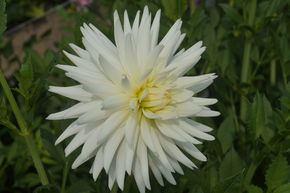 Dahlia 'Mount Tacoma' (lot de 2)