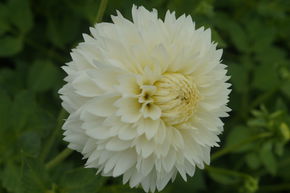Dahlia 'Myama Fubuki' (lot de 2)