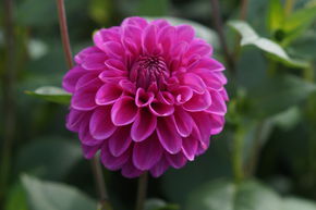 Dahlia 'Purple Fox' (lot de 2)