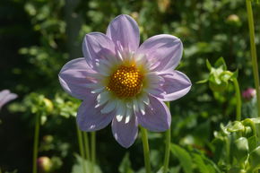 Dahlia 'Teesbrooke Audrey' (lot de 2)