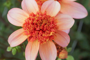 Dahlia 'Totally Tangerine' (lot de 2)