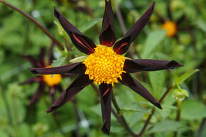Dahlia 'Verrone's Obsidian' (lot de 2)
