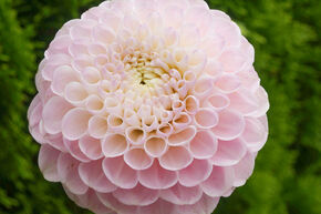 Dahlia 'Wizard of Oz' (lot de 2)