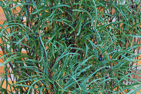 Foug�re 'Asplenifolia', arbre � feuilles de foug�re'