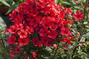 Phlox panicul� s�rie Flame 'Red Flame' (S)