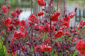 Renou�e des ruisseaux 'Flames of Passion' (S)