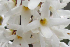 Forsythia blanc de Cor�e