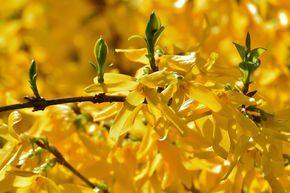 Forsythia 'Weekend'