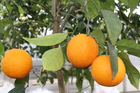 Orange sanguine 'Vaniglia Sanguigno'