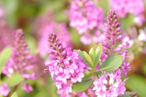 V�ronique arbustive 'Garden Beauty Pink'