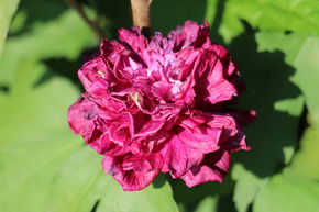 Hibiscus, Guimauve 'French Cabaret Red�'