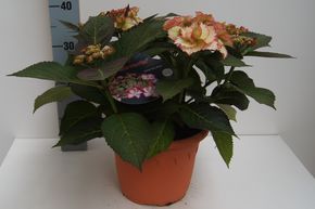 Hortensia, Hortensia � fleurs en plaques Hovaria� 'Love You Kiss�'