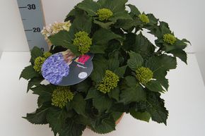 Hortensia, Hortensia en boule 'You & Me Together'