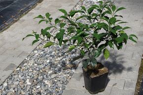 Pamplemousse Switrus� 'Japan Hybrid'