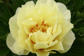 Pivoine Itoh 'Bartzella'