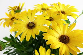 Marguerite du Cap Jaune (lot de 8)