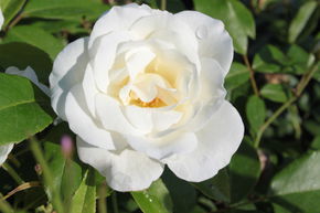 Rosier tige 'Schneewittchen�'