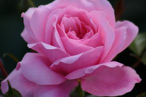 Rosier tige 'The Queen Elizabeth Rose�'