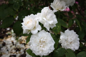 Rosier tige 'Winchester Cathedral�'