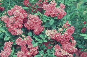 Rosier tige 'Dorothy Perkins'