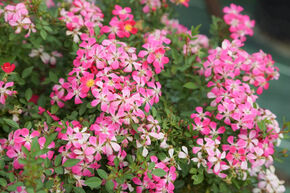 Mini-rose Galaxy� 'Antares'