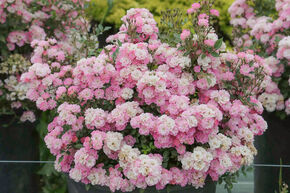 Mini-rose Galaxy� 'Naos'