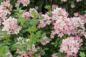 Mini-rose Galaxy� 'Vega'�