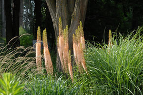 Lis des steppes 'Ruiter-Hybriden'