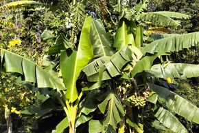 Bananier rustique comestible 'Himalayensis Speciosa'