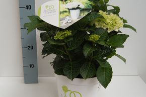 Hortensia, Hortensia boule 'Hochzeits-Hortensie�'