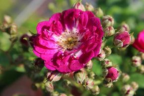 Rosier grimpant 'Perennial Blue�'