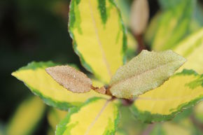 Ol�astre, Ol�astre � feuilles panach�es 'Maculata'