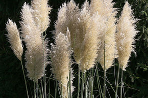 Herbe de la Pampa 'Evita'