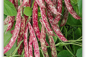Haricot � rames 'Borlotti'