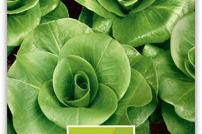 Chicor�e verte 'Grumolo verde' tr�s pr�coce