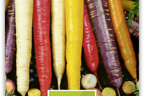 Carotte - m�lange color�