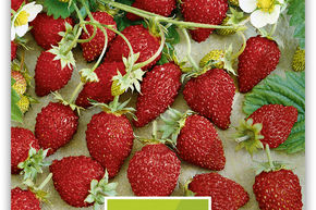 Fraise des bois 'Alexandria'