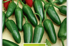 Piment 'Jalape�o'