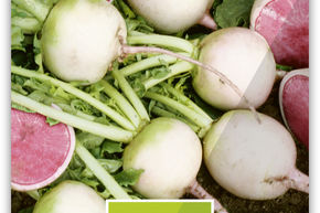 Radis Daikon Past�que