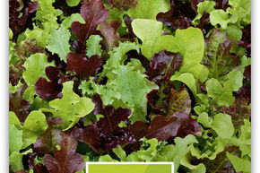 Salade � tondre Mesclun