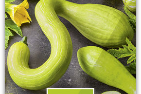Courge en massue Trombolino