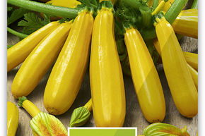Courgette jaune
