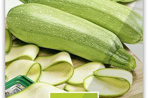 Courgette White Bush