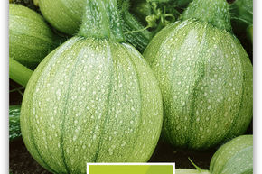 Courgette 'Ronde de Nice'
